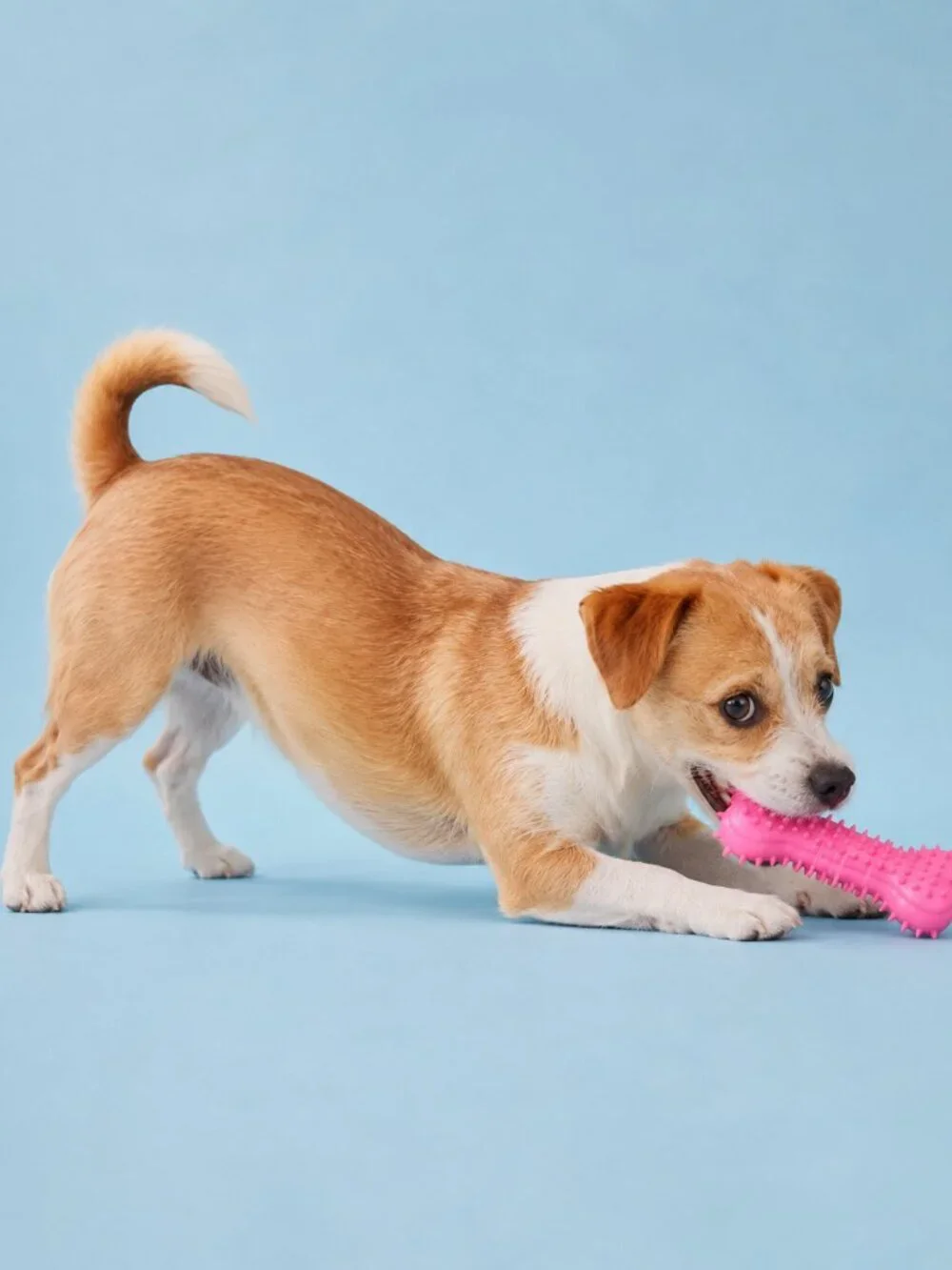 Kensington Kennel Club Dog Toy Set Pink Bone Blue Ball Tug Toss Fetch New